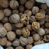 گردو تک درخت ودرهم