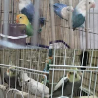 جفت عروس هلندی و طوطی برزیلی