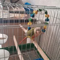 طوطی گرینچیک|پرنده|ابهر, |دیوار