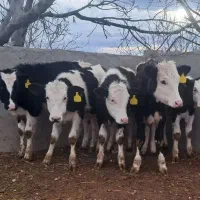 گوساله ماده|حیوانات مزرعه|قزوین, |دیوار