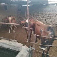 گاو و گوساله