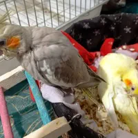 جوجه عروس هلندی