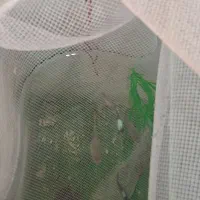 گوپی یک ماه بیگ ایر|ماهی|مشکین‌دشت, |دیوار