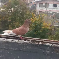 کبوتر پرشی|پرنده|قائمشهر, |دیوار