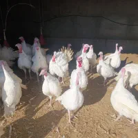 بوقلمون|حیوانات مزرعه|قوچان, |دیوار