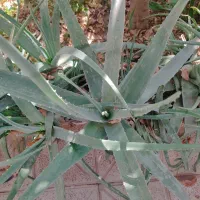 گیاه الوورا