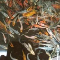 فروش ماهی کوی|ماهی|یزد, |دیوار