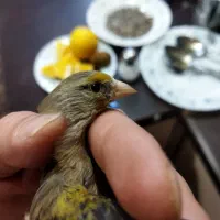 جوجه سهره و سهره قناری زیر باری زنده بخون