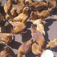 مرغ لوهمن تخمگذار تعداد محدود