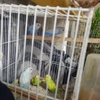 مرغ عشق رنگین کمانی قفس کابینت|پرنده|مشهد, سپاد|دیوار