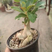 کاکتوس آدنیوم بنسای