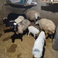گوسفند و بره