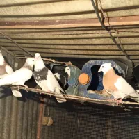 کفتر طوقی فنچ|پرنده|ری, حمزهآباد|دیوار