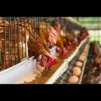 فروش قفس مرغ تخم گذار سالم