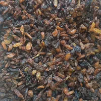 کشمش درجه ۲ افتابی