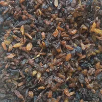 کشمش درجه ۲ افتابی
