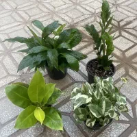 گل و گیاهان آپارتمانی