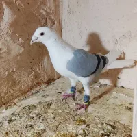 پشتار المانی نر