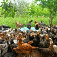 جوجه نیمچه مرغ جهادی نژاد تخمگذار