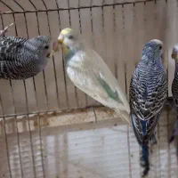 مرغ عشق|پرنده|رشت, پسیخان|دیوار