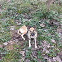 ژرمن ماده|سگ|رشت, لاکان|دیوار