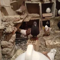 سرته|پرنده|خرمآباد, |دیوار