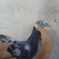 کفتر|پرنده|جیرفت, |دیوار