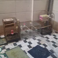 عروس هلندی البینو|پرنده|قم, شهر قائم|دیوار