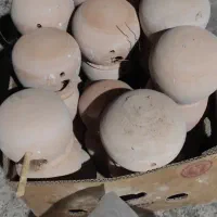 فنچ مرغ عشق|پرنده|بندرعباس, |دیوار