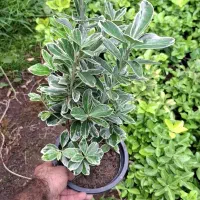 شمشاد|گل و گیاه طبیعی|شیراز, زرگری|دیوار