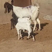 گوسفند وبره بز وقوچ