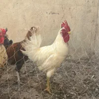 خروس و مرغ تخمگذار