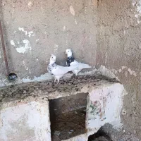 کبوتر طوقی سینه