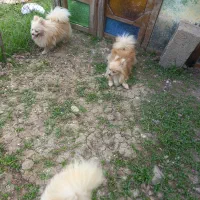 چهار عدد ماده سگ پامر سایز ریز عالی مولد|سگ|رشت, ترمینال|دیوار