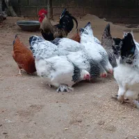 درود. برهما مرغ و خروس .