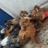 جوجه مرغ وخروس 1ماه|حیوانات مزرعه|بیرجند, |دیوار