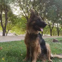 واگذاری سگ ژرمن|سگ|خرمآباد, |دیوار