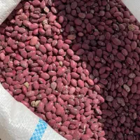 لوبیا قرمز درجه یک|خوردنی و آشامیدنی|پاسارگاد, |دیوار