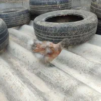 جوجه ابریشمی و برهما|حیوانات مزرعه|رامیان, |دیوار