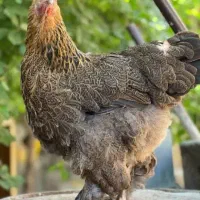 ۲ عدد جوجه مرغ زینتی برهما