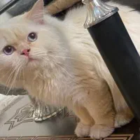 گربه هیمالین cream point