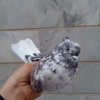 کبوتر پرشی بشرط|پرنده|ری, صالحآباد شرقی|دیوار