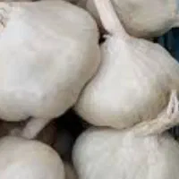 سیر سفید باب ترشی درجه یک