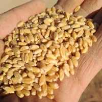 گندم آبی بذری|عمدهفروشی|زالیان, |دیوار