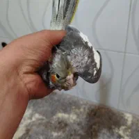 عروس هلندی قم شوده