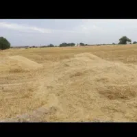 کاه درجه یک دیمی