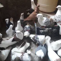 پرنده انتیک