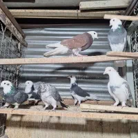 ۷ کبوتر درچه یک|پرنده|تهران, دهقان|دیوار