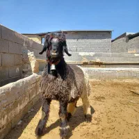 یک بره قوچی ایسونم