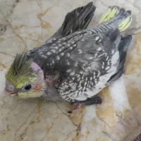 عروس هلندی